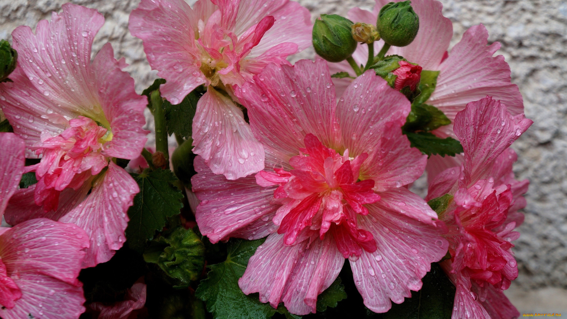 цветы, мальвы, розовые, макро, капли