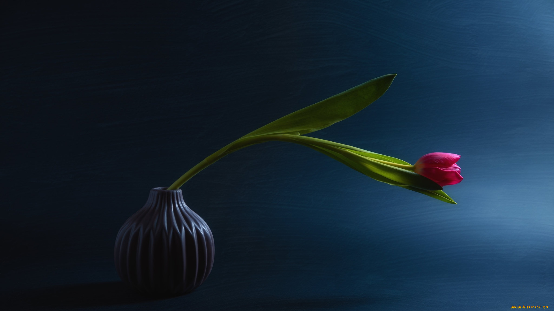 цветы, тюльпаны, ваза, тюльпан, одиночка, бутон