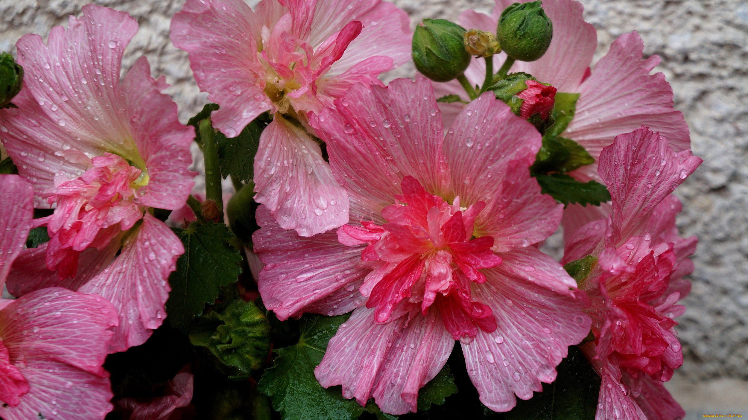 цветы, мальвы, розовые, макро, капли