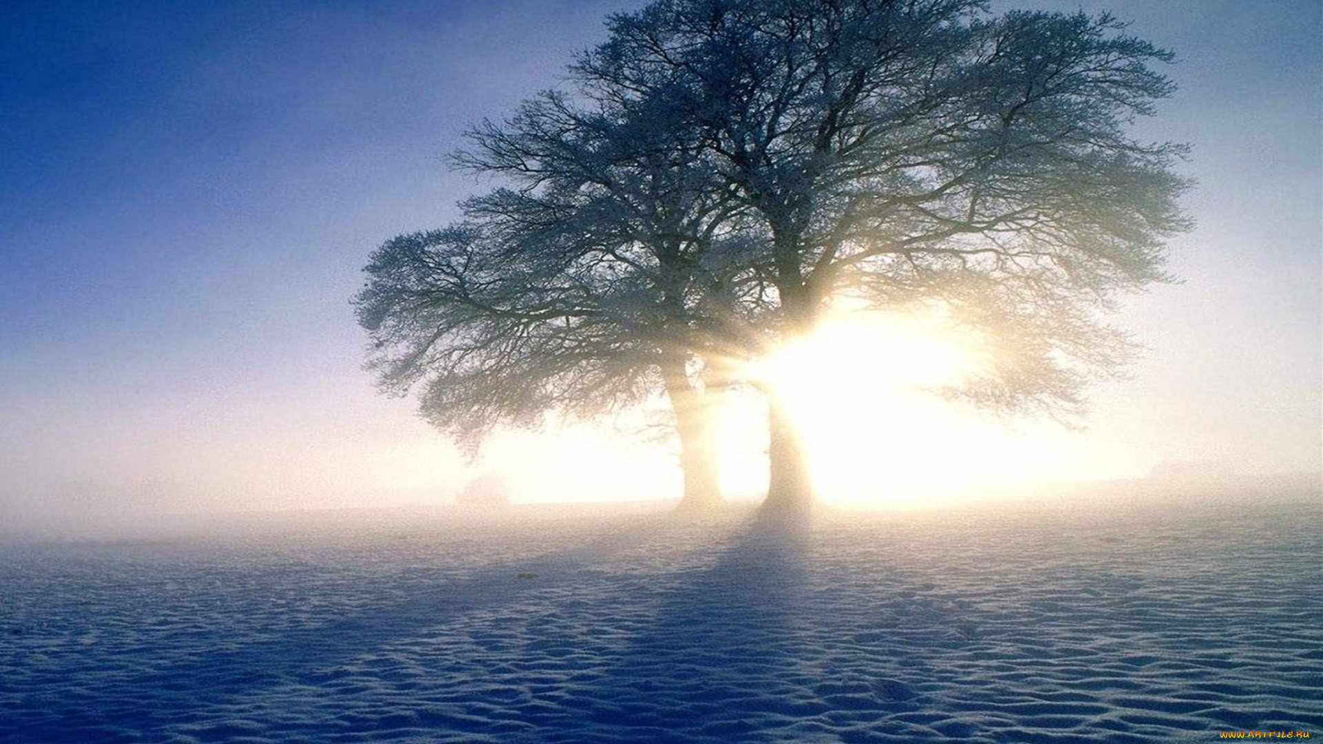 природа, деревья, дерево, снег, туман