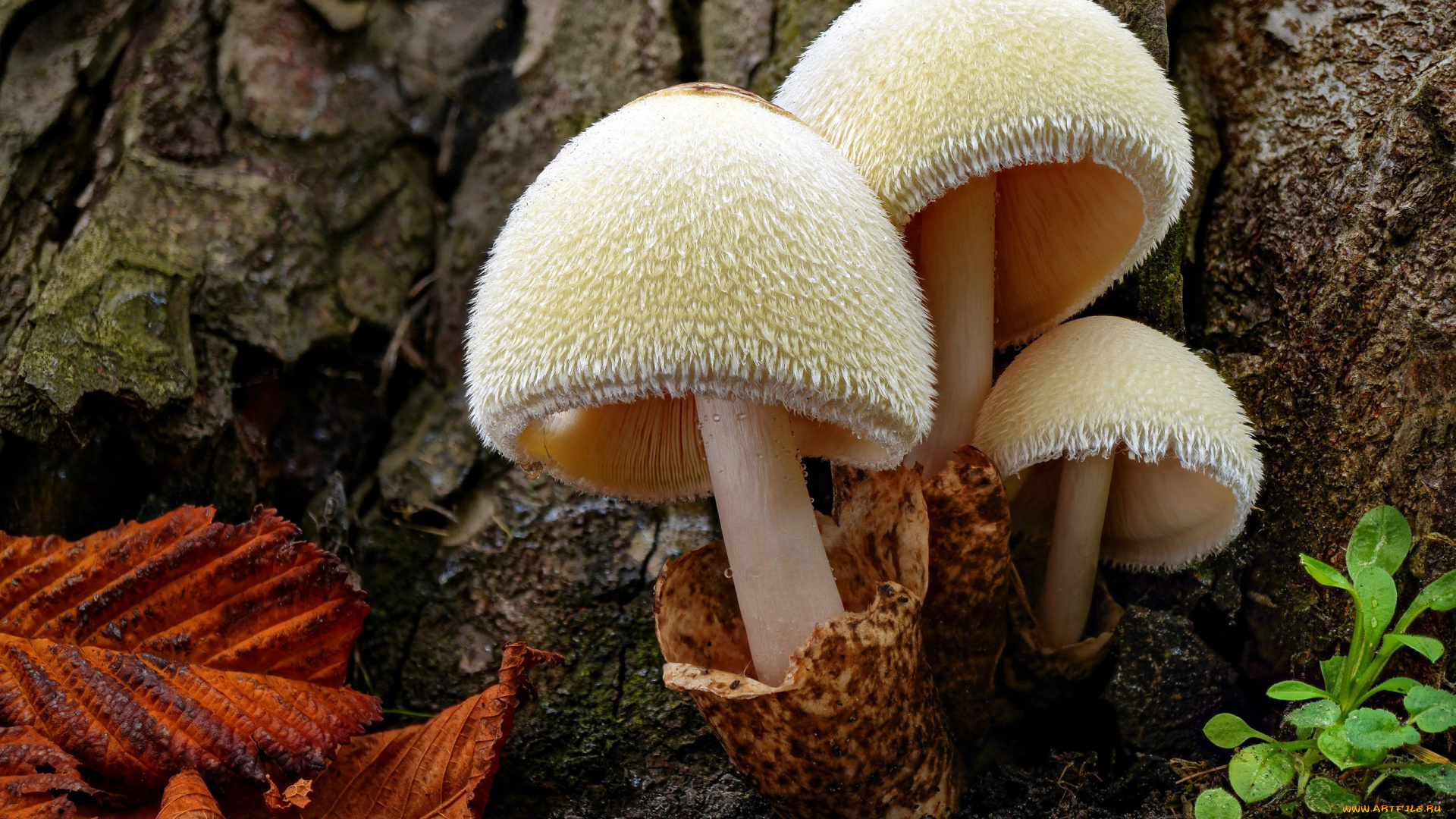 природа, грибы, грибная, семейка