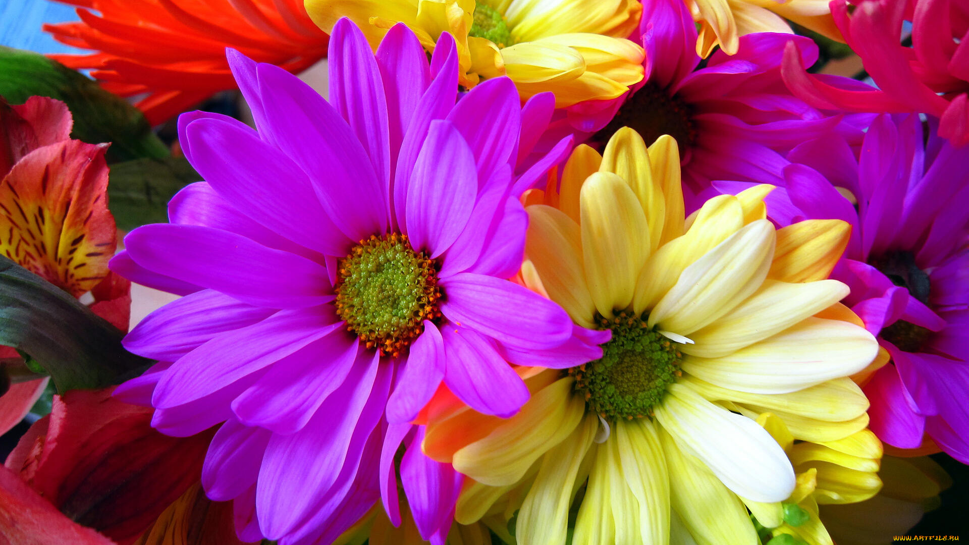 цветы, хризантемы, макро