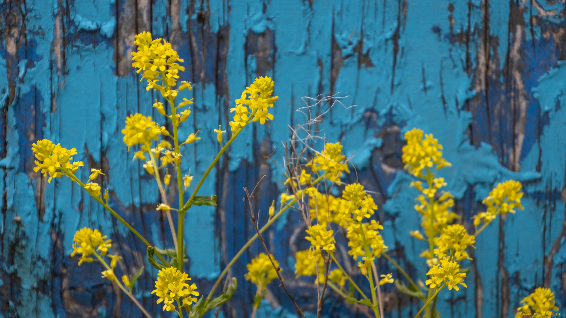 цветы, луговые, , полевые, , цветы, жёлтые