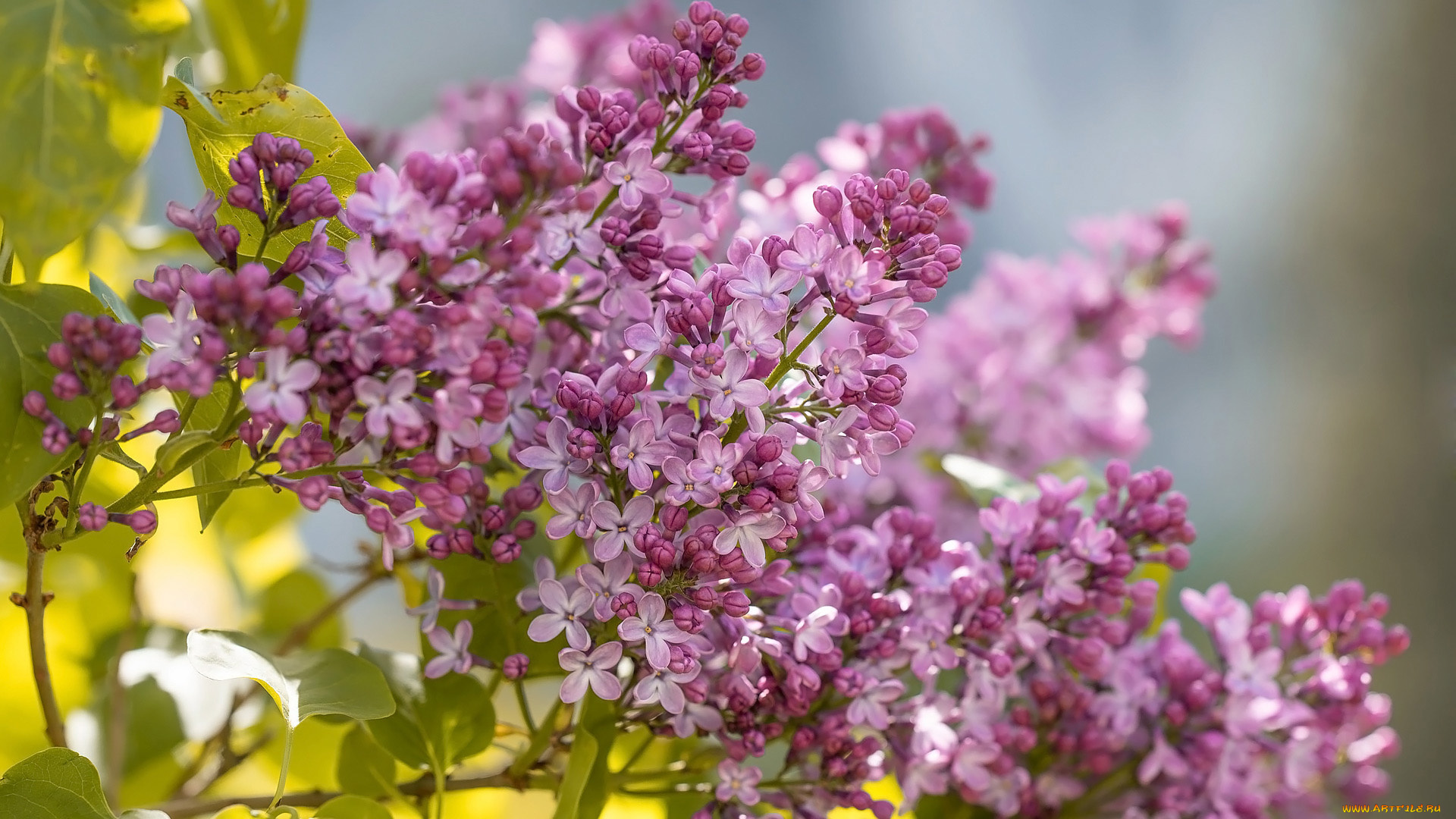 цветы, сирень, весна, куст