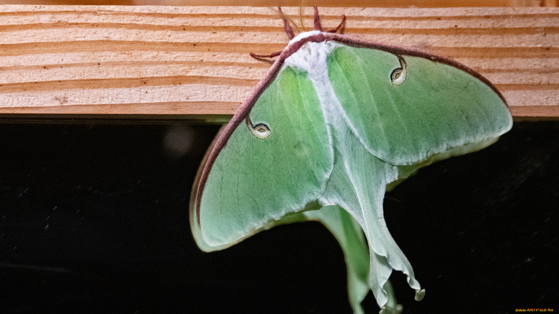 животные, бабочки, , мотыльки, , моли, мотылёк