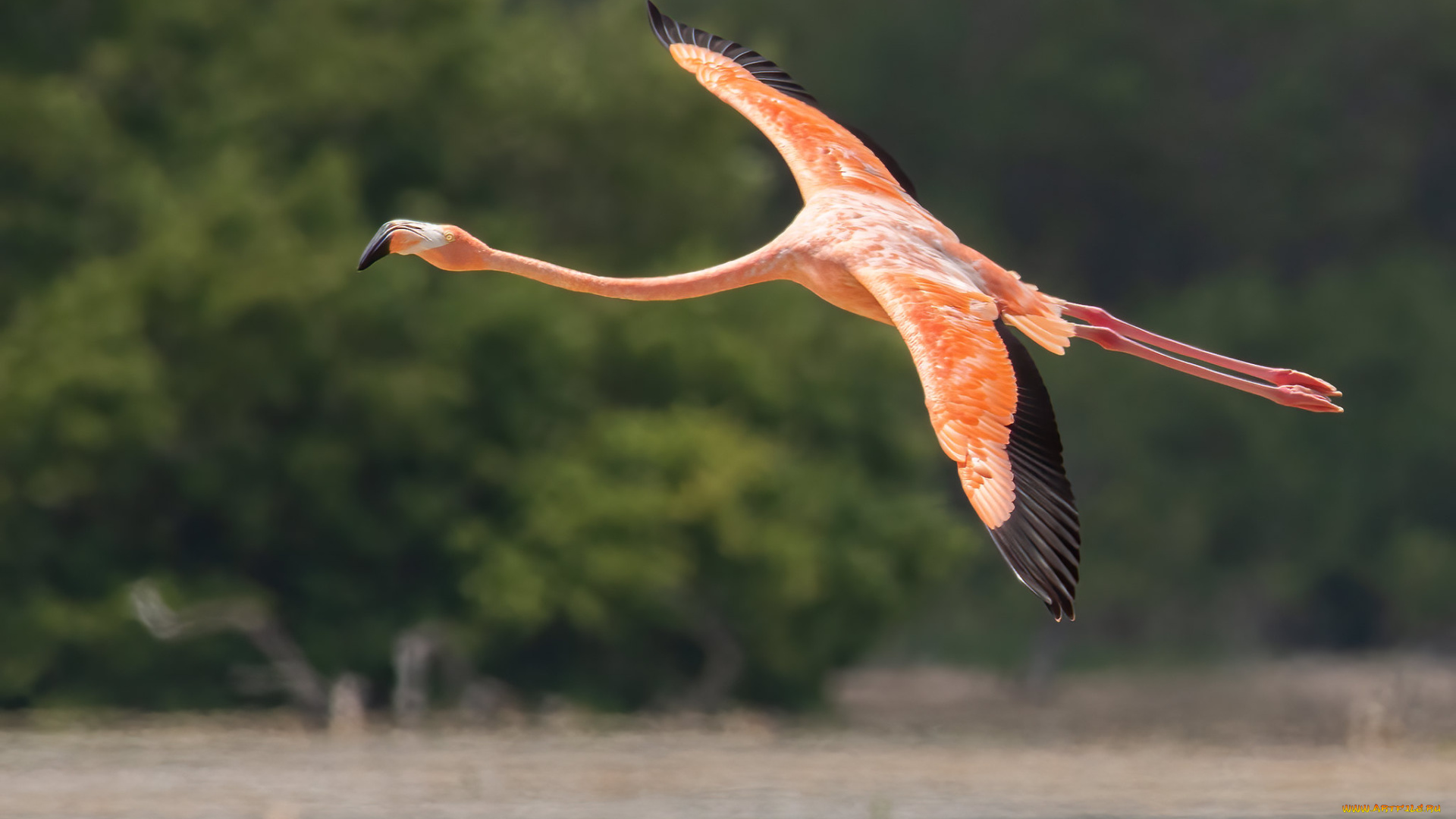 животные, фламинго, птица