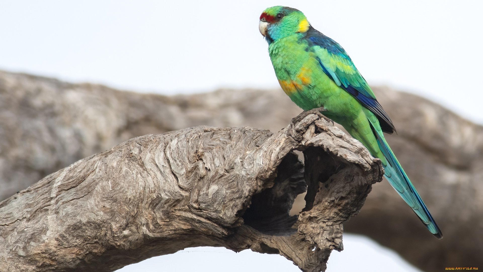 животные, попугаи, попугай