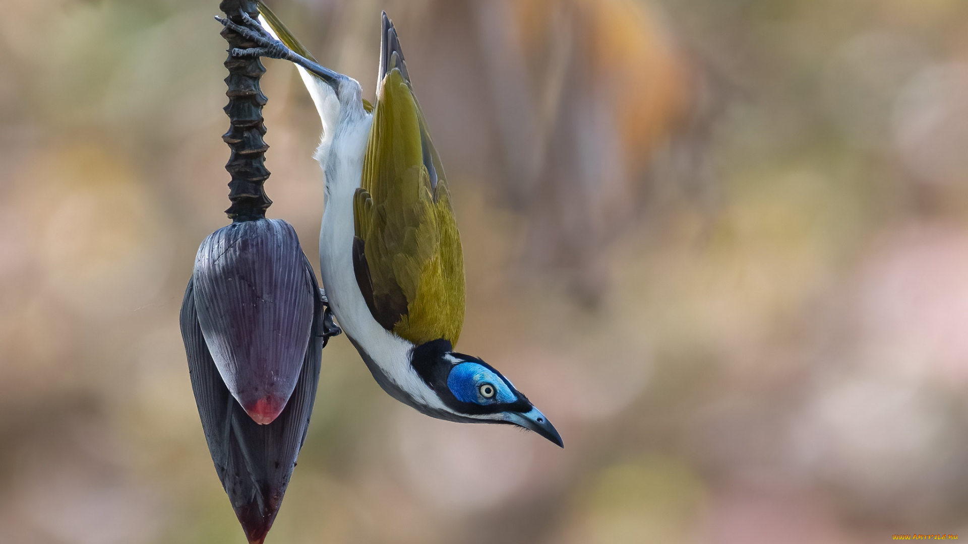 животные, птицы, птица