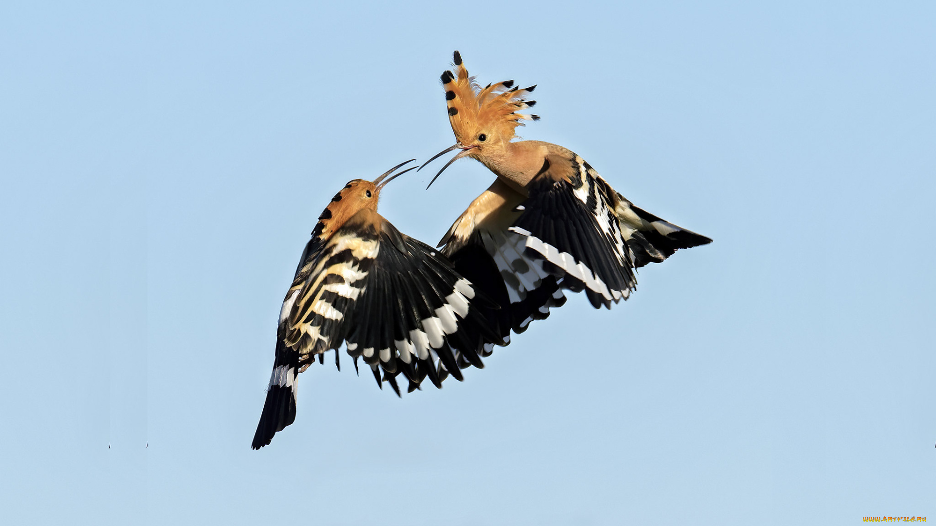 животные, удоды