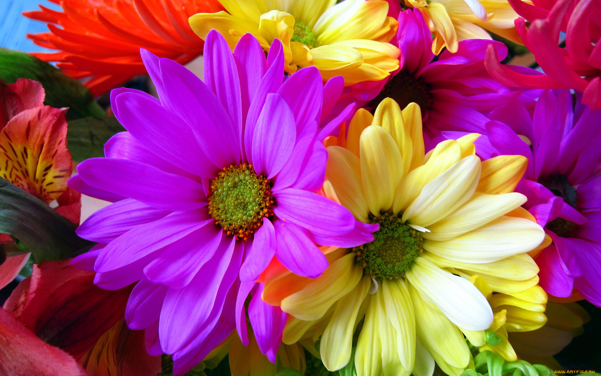 цветы, хризантемы, макро