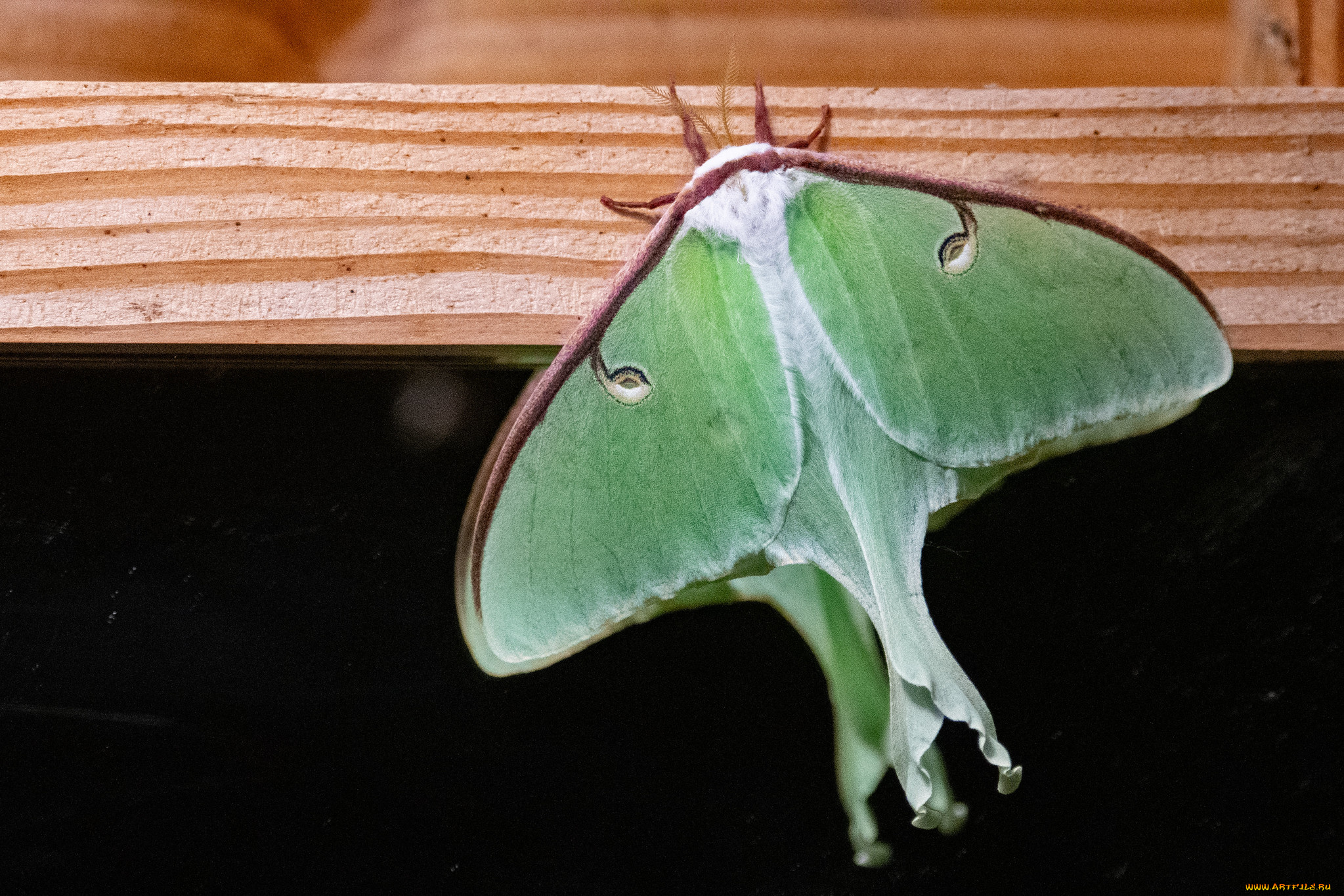 животные, бабочки, , мотыльки, , моли, мотылёк