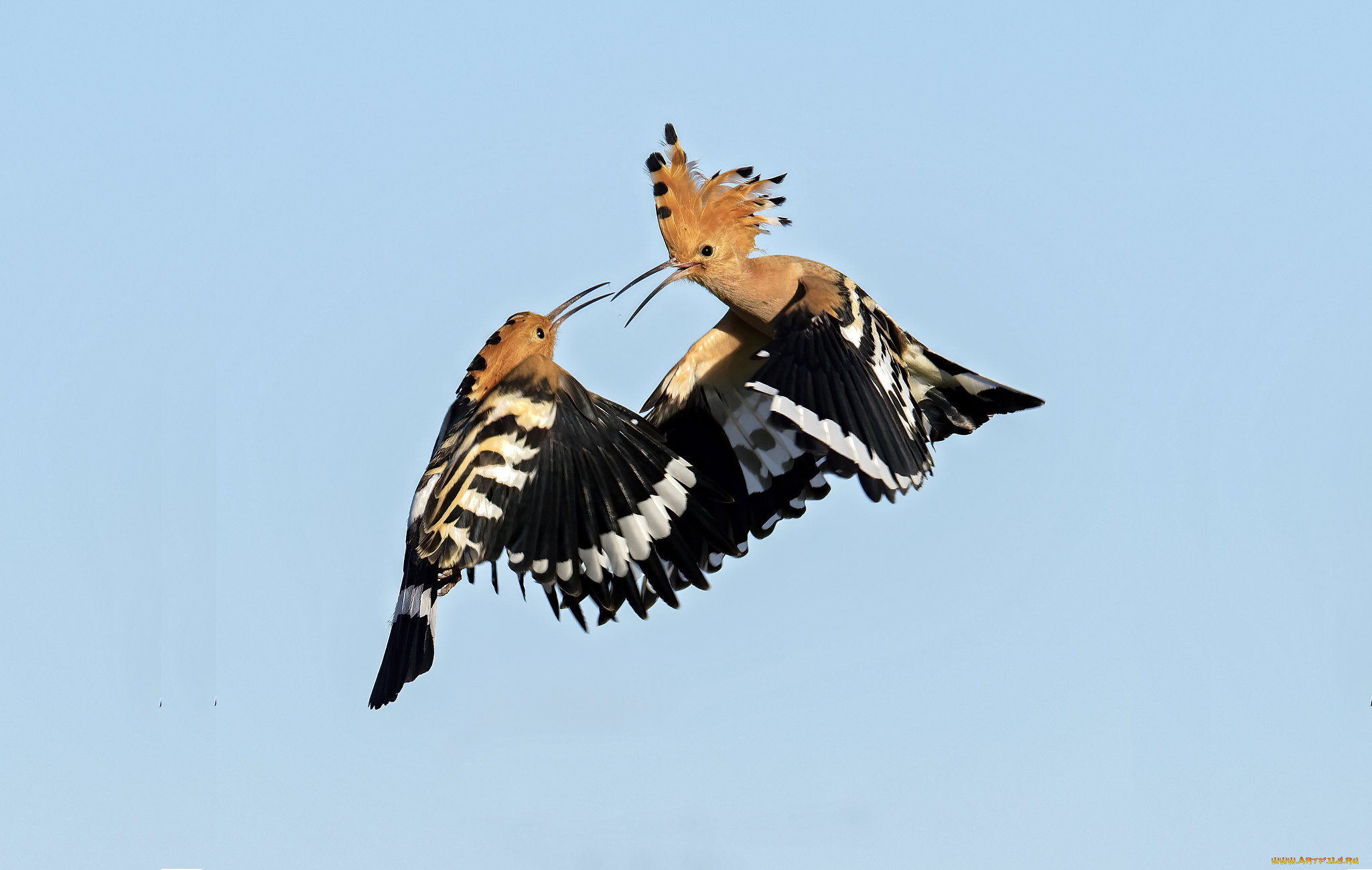 животные, удоды