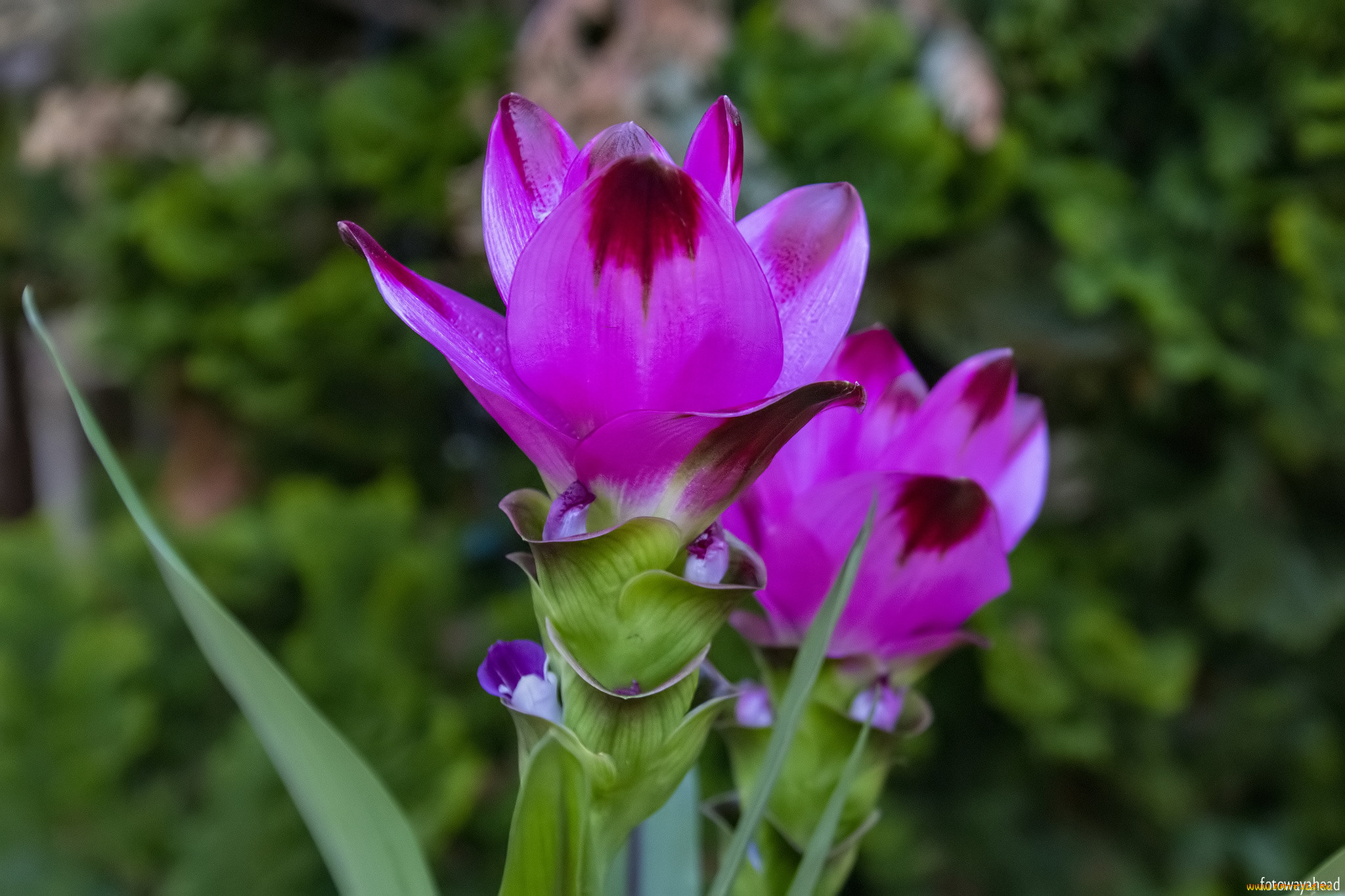 патумма, , куркума, цветы, розовые