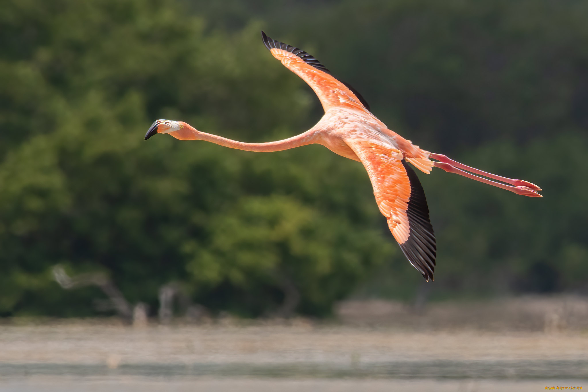 животные, фламинго, птица