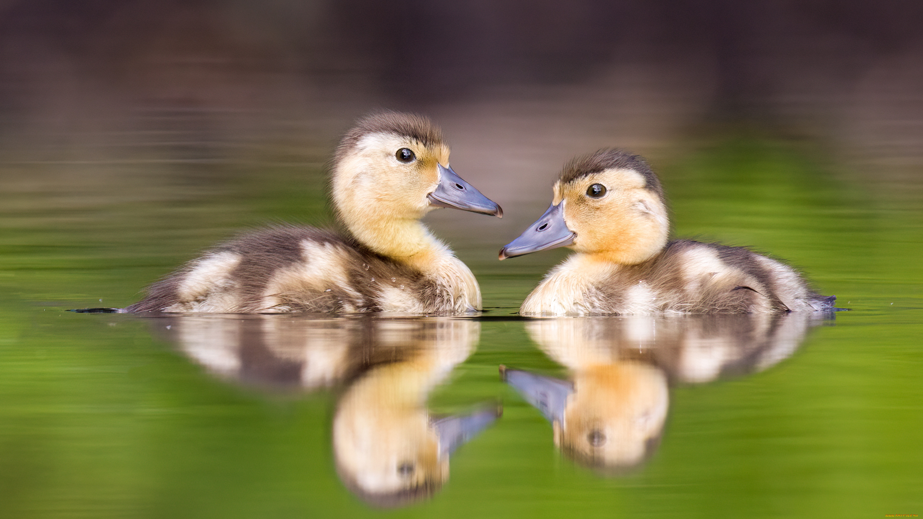животные, утки, утята