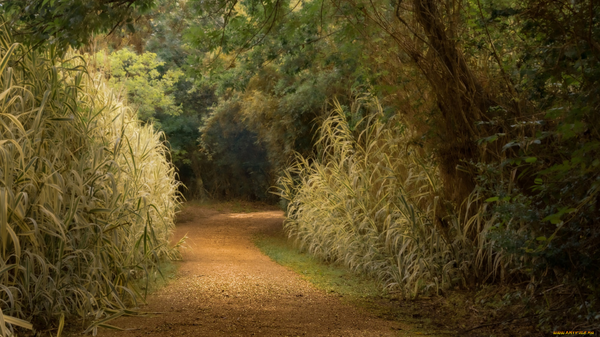 природа, дороги, лес