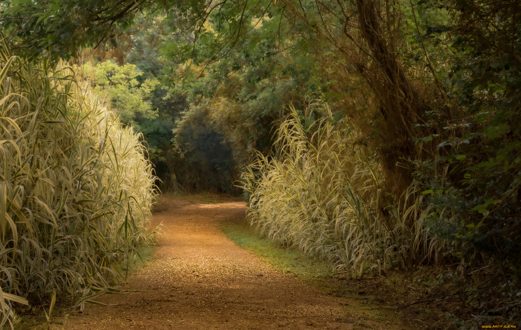 природа, дороги, лес