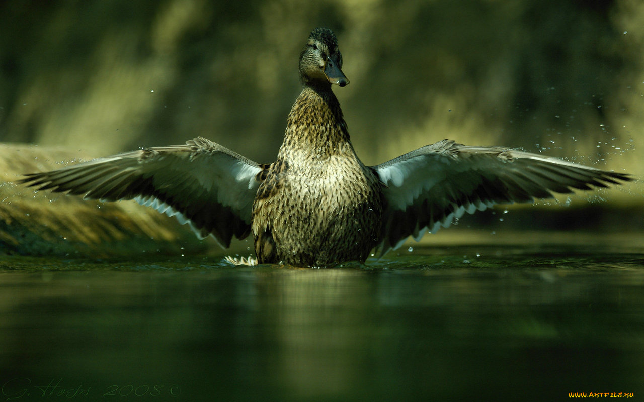 животные, утки