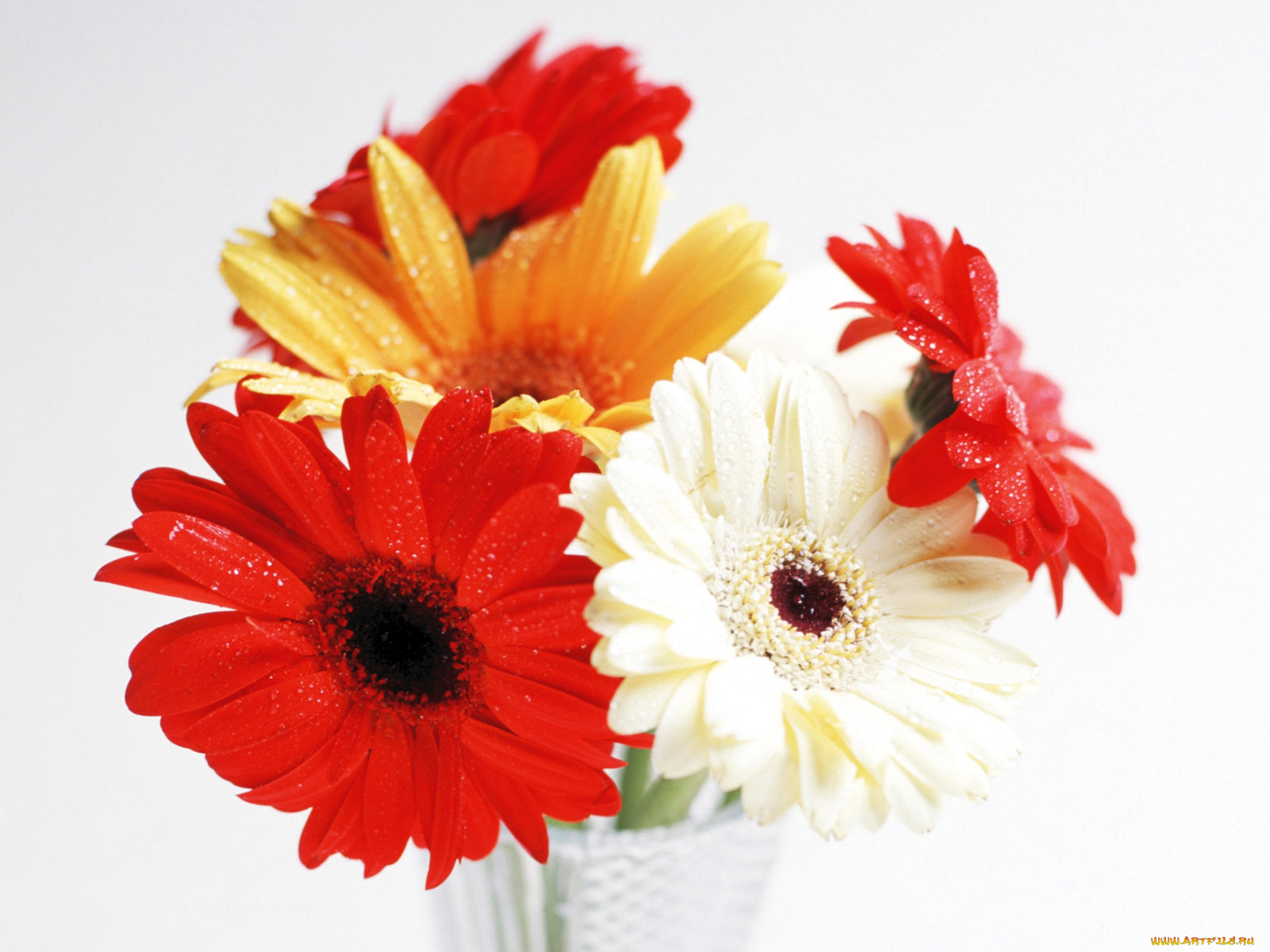цветы, герберы