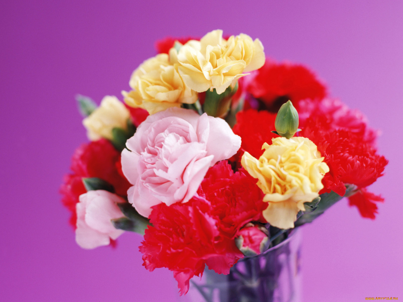 цветы, гвоздики