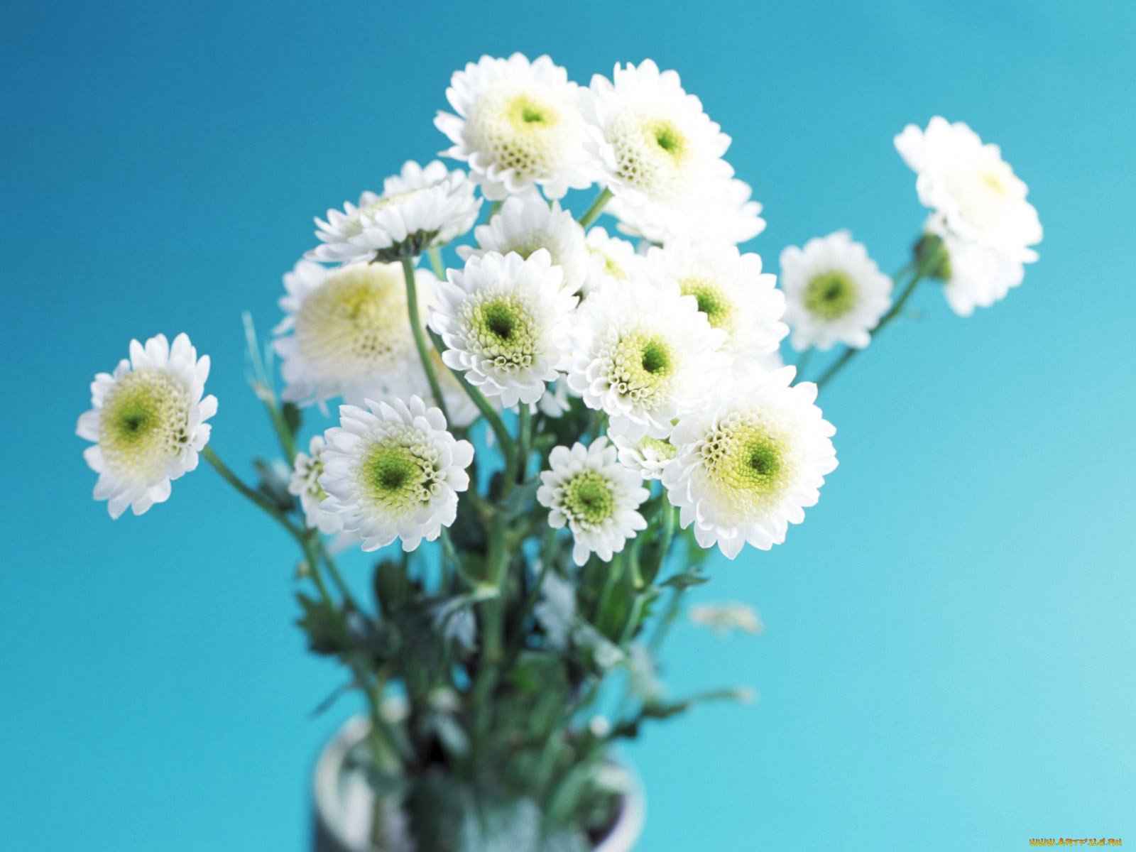 цветы, хризантемы