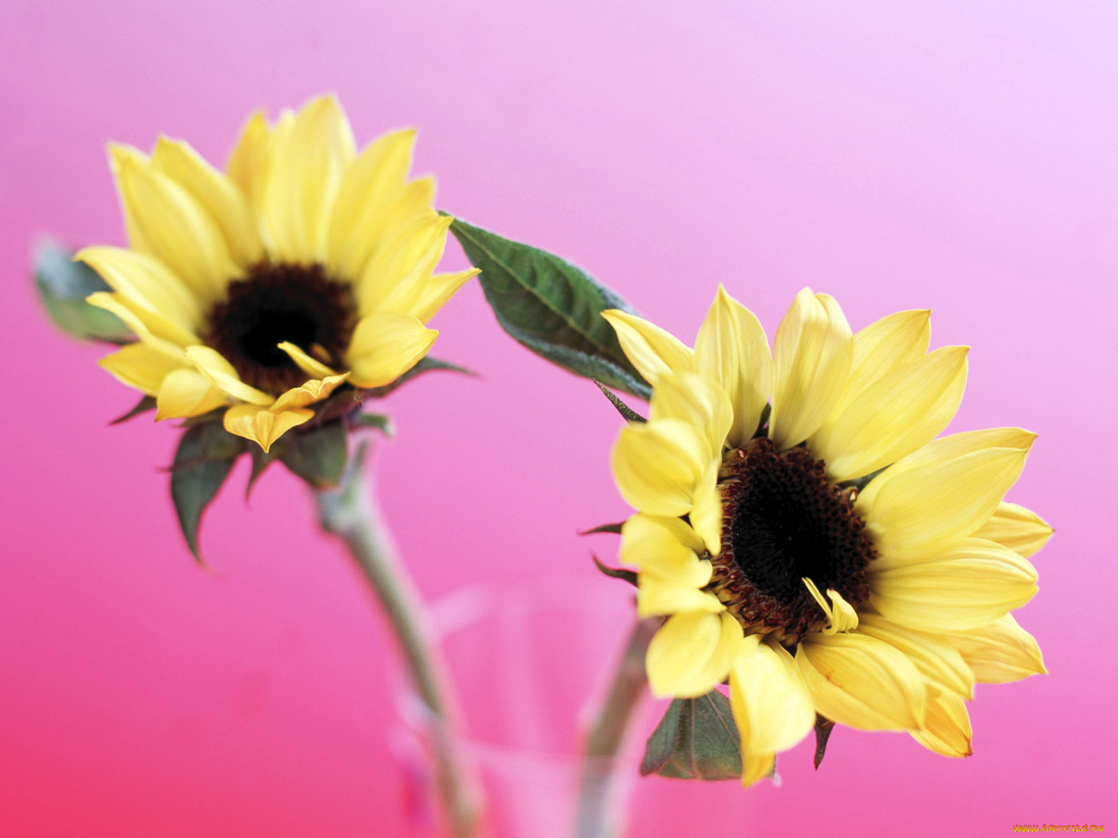 цветы, подсолнухи