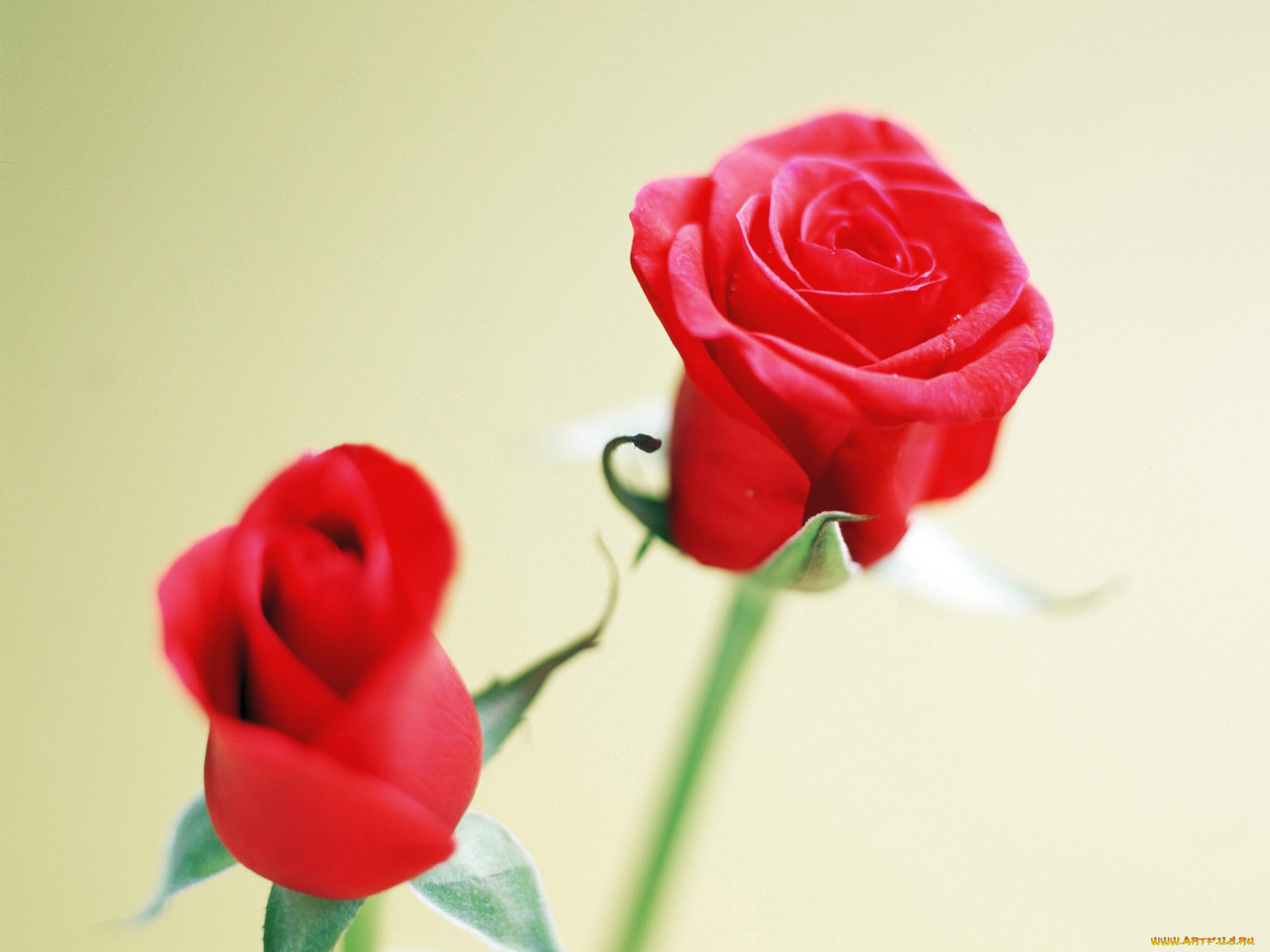 цветы, розы