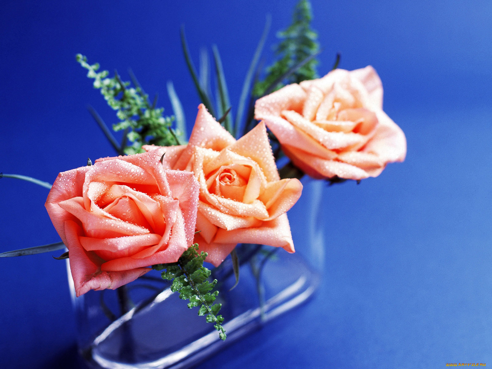 цветы, розы