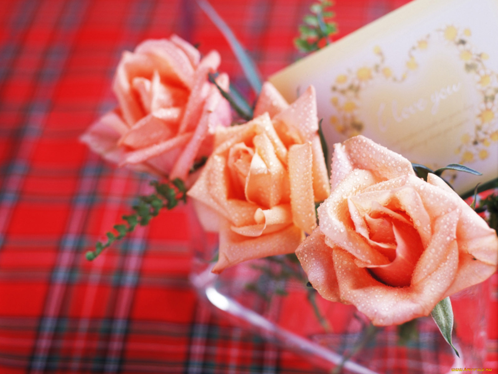 цветы, розы