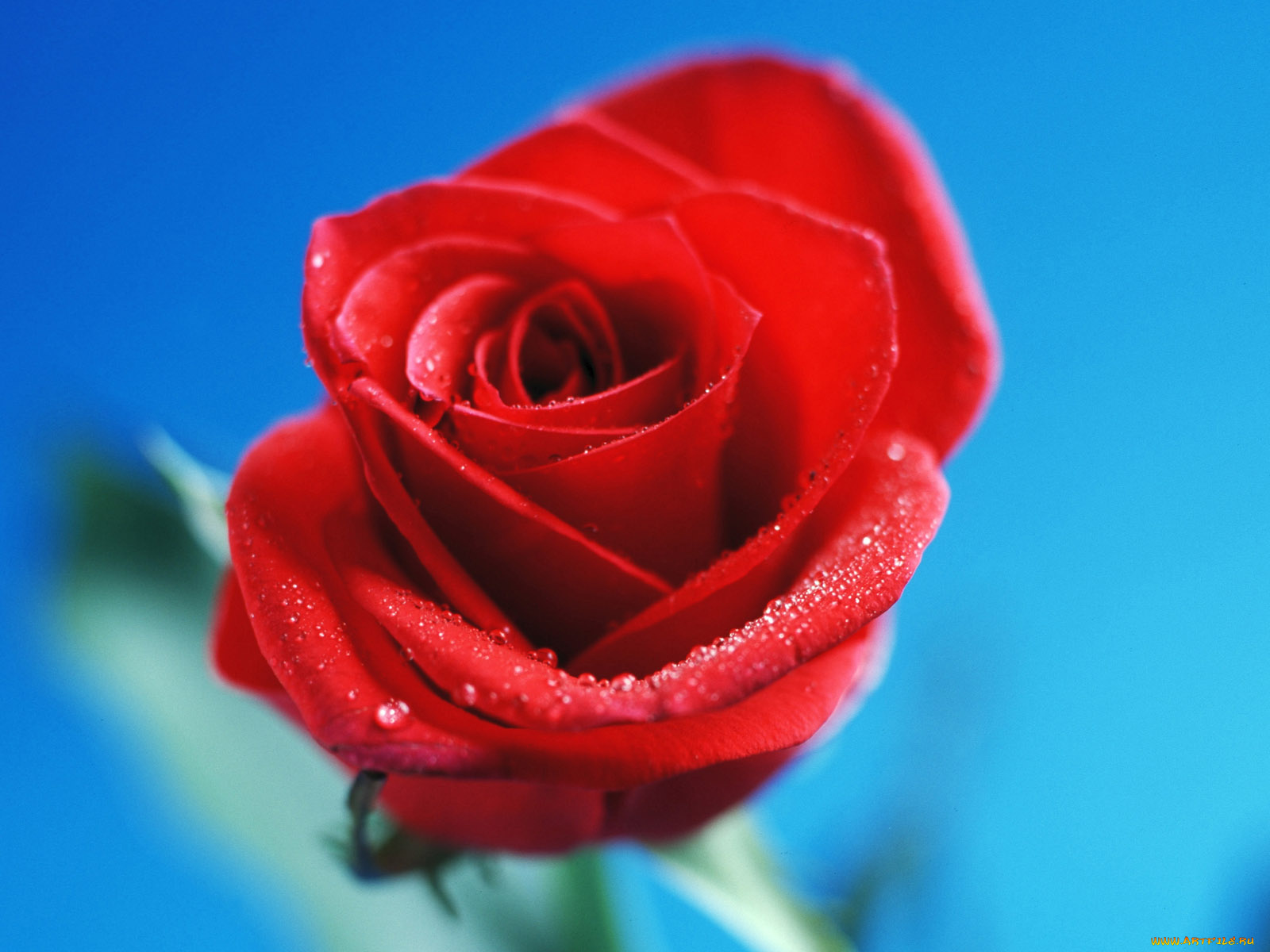 цветы, розы