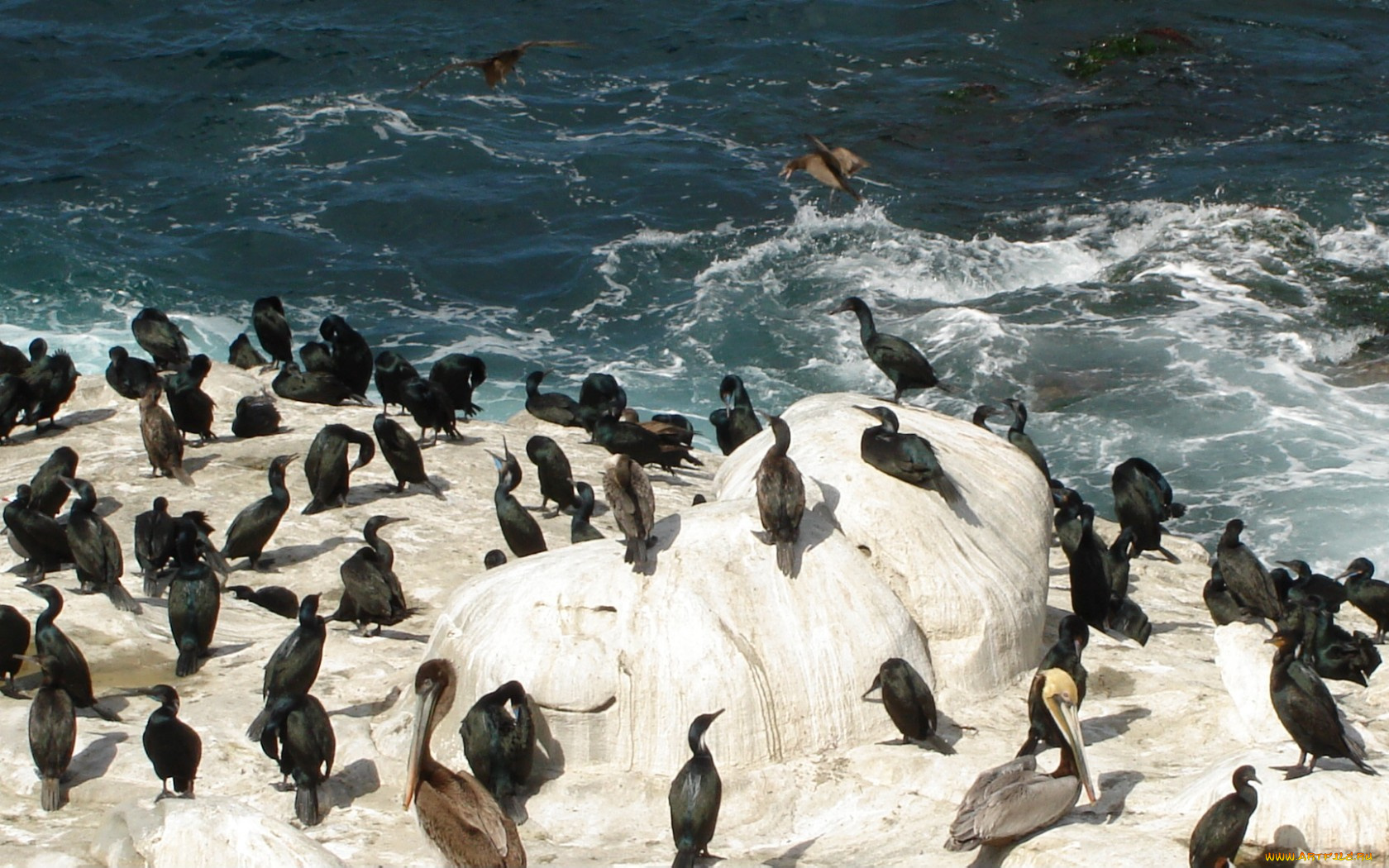 животные, птицы