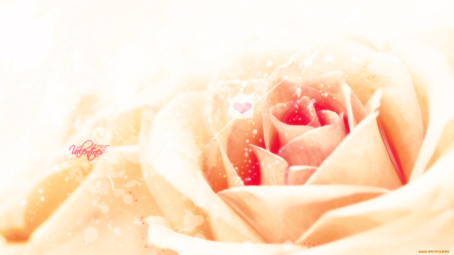 цветы, розы