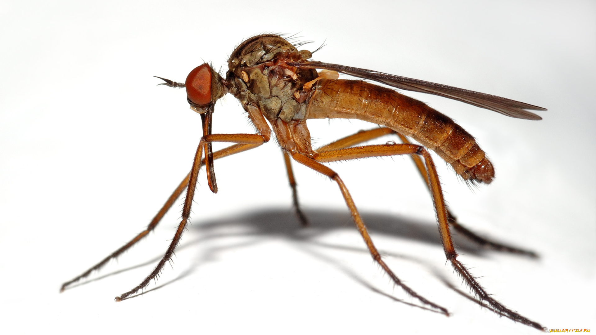 животные, насекомые