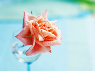 Картинка цветы розы