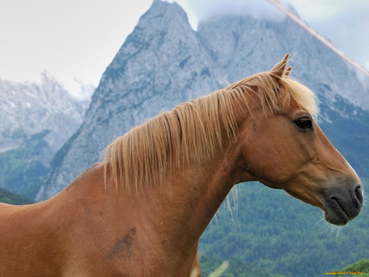 животные, лошади