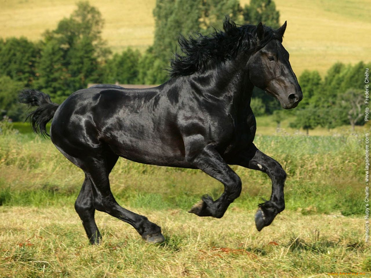 животные, лошади