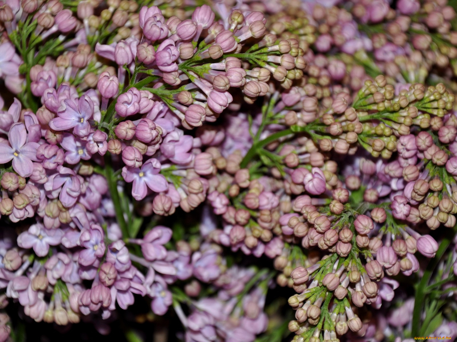 цветы, сирень