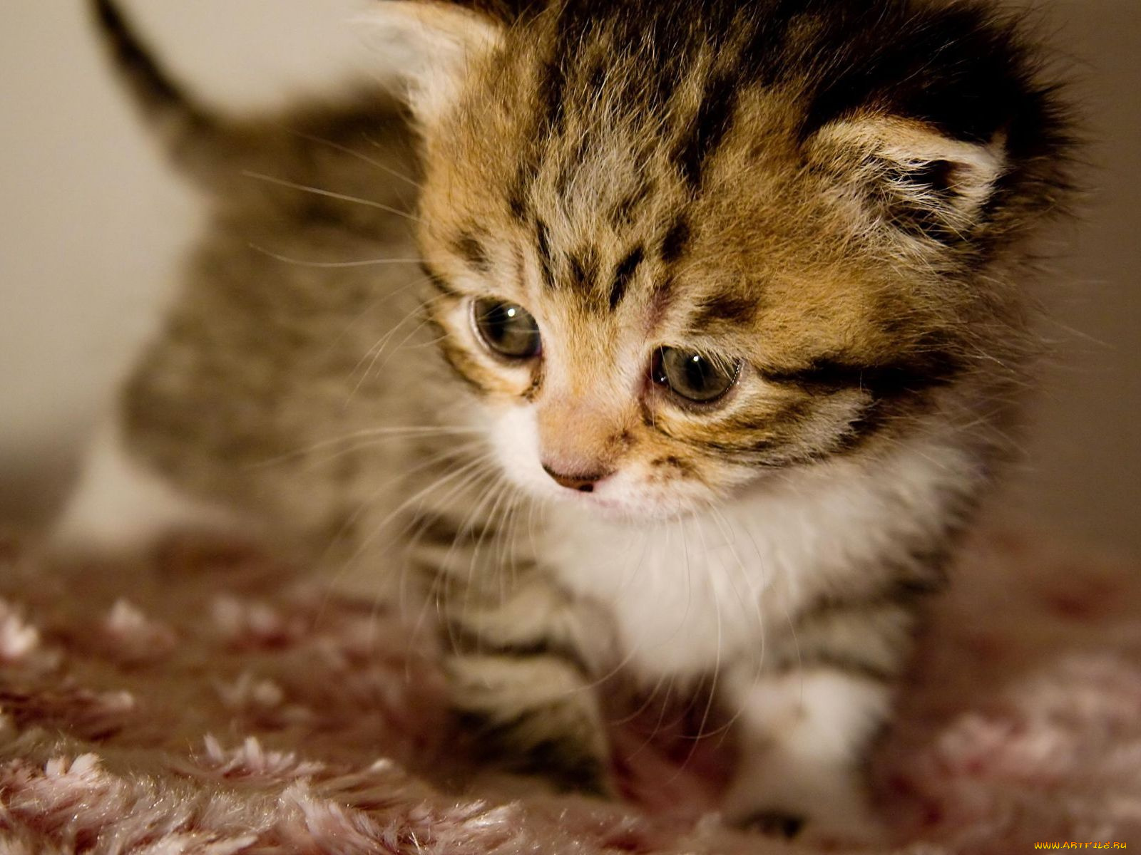 животные, коты