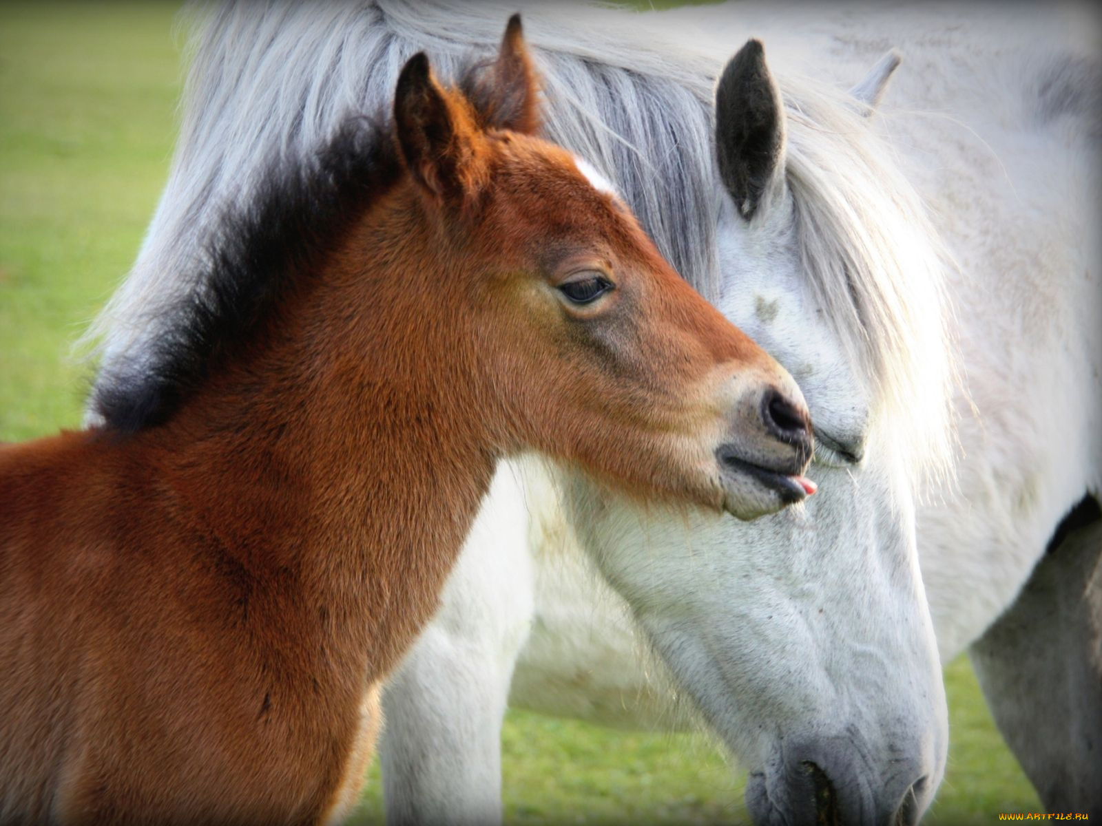 животные, лошади