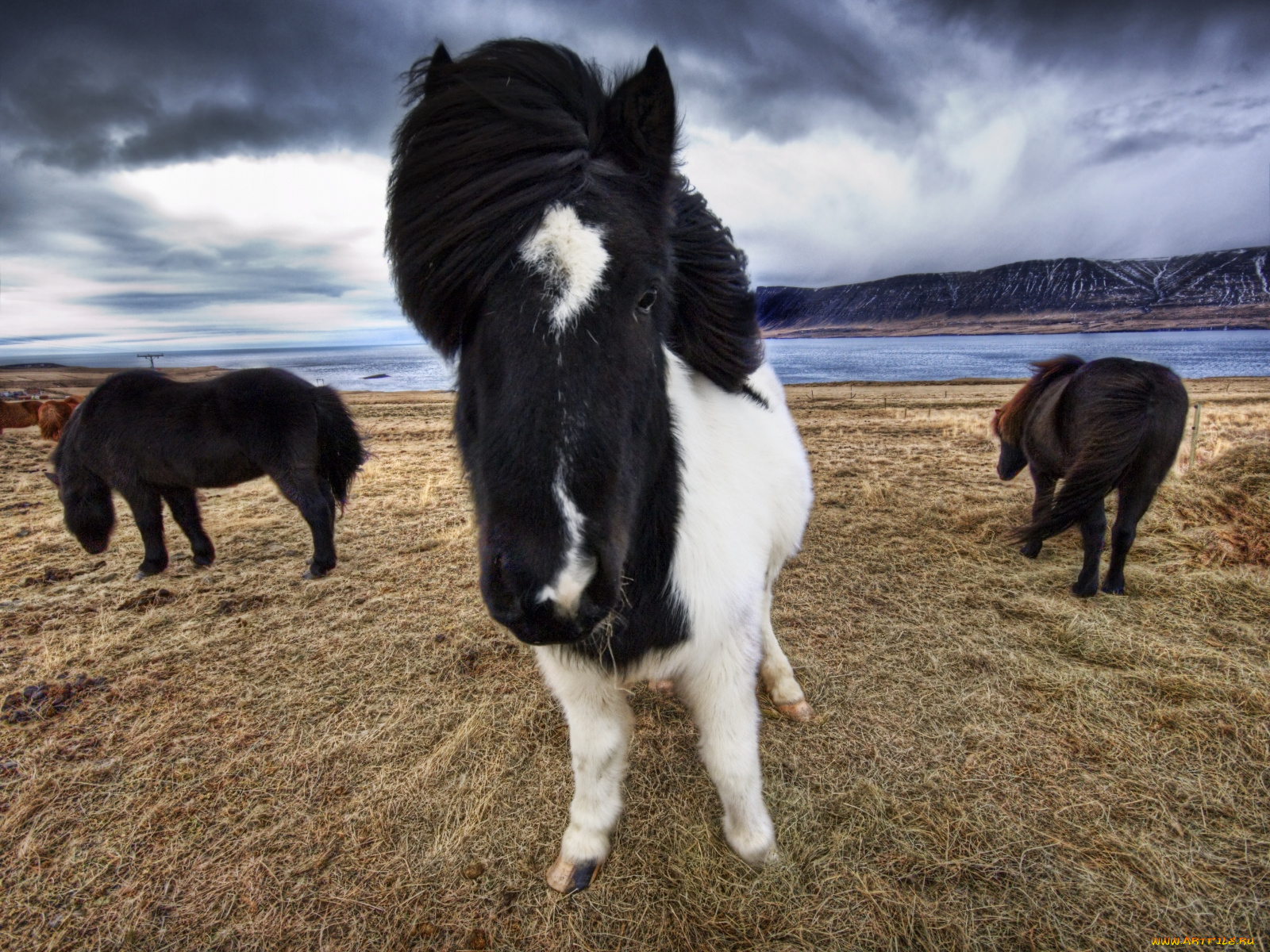 животные, лошади
