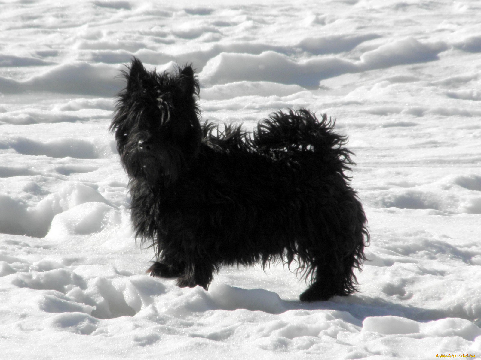 животные, собаки