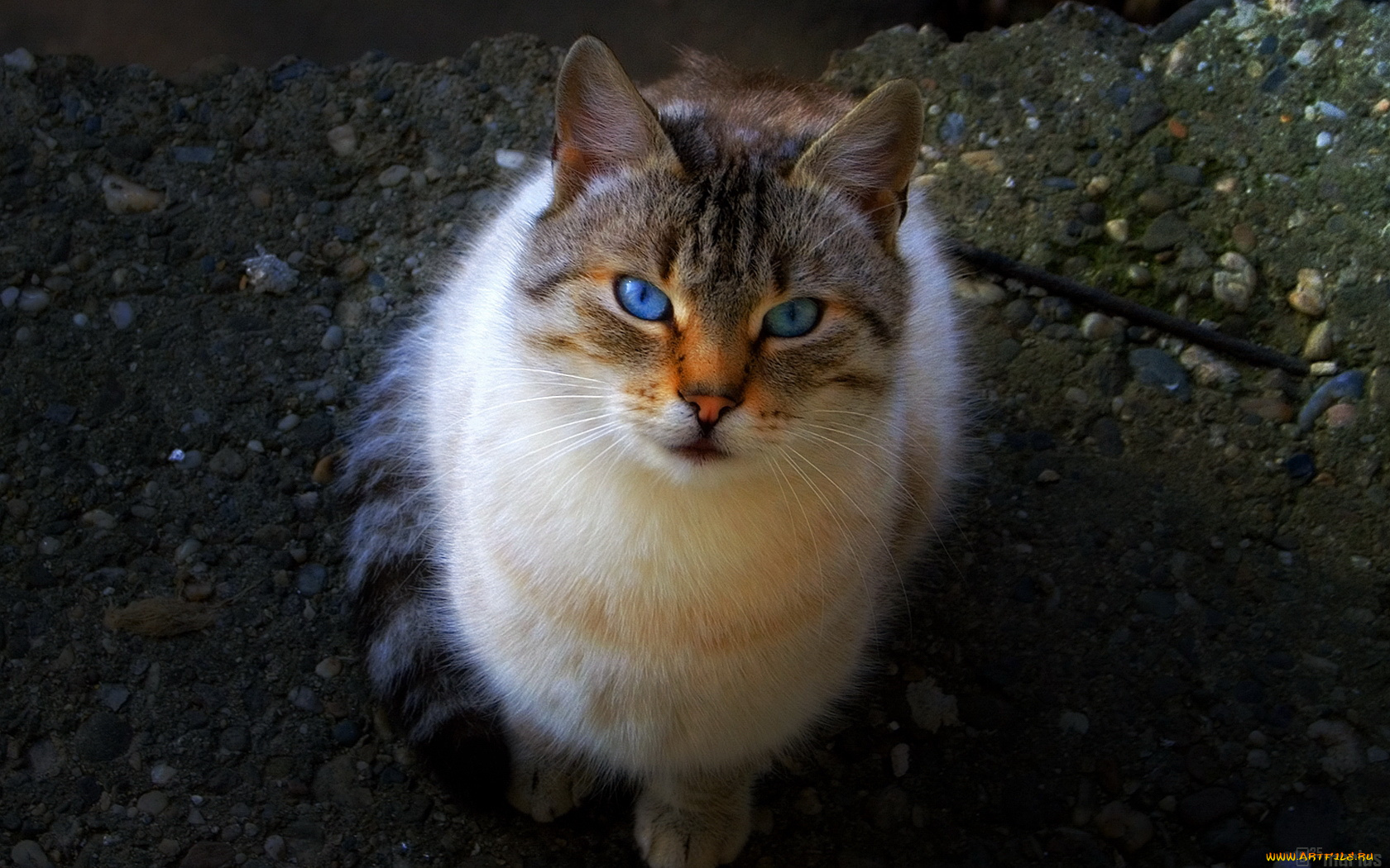 животные, коты