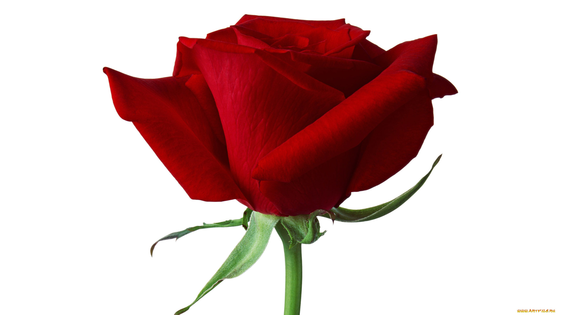 цветы, розы