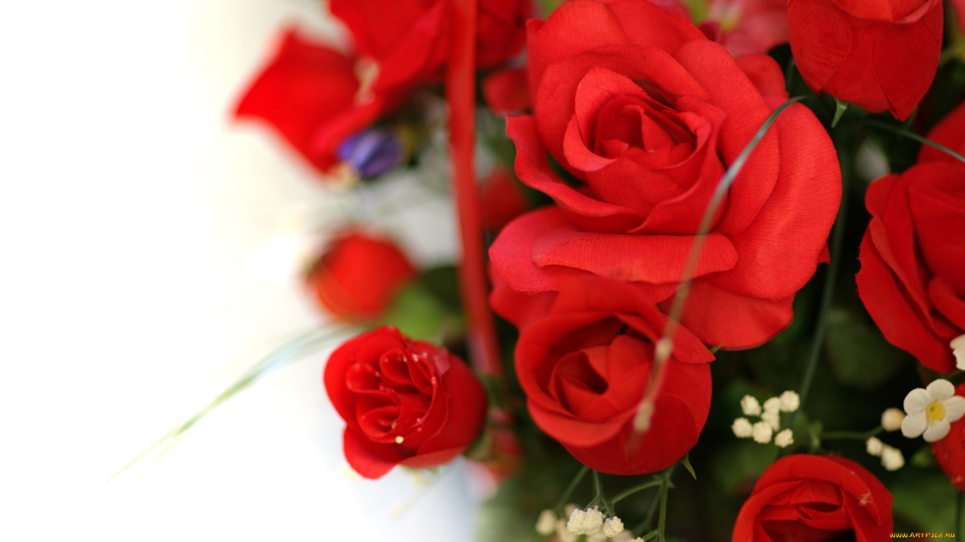 цветы, розы