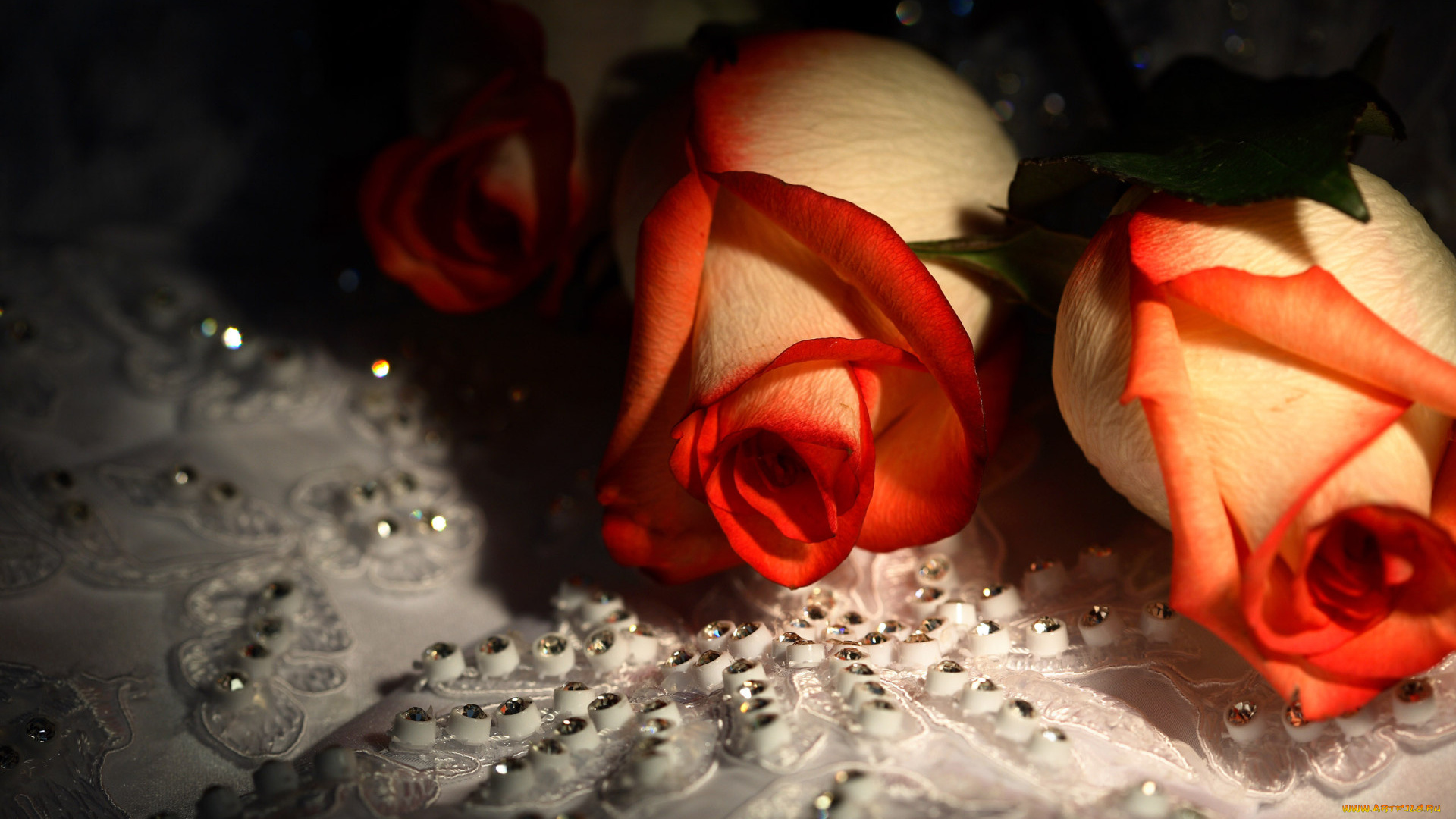 цветы, розы