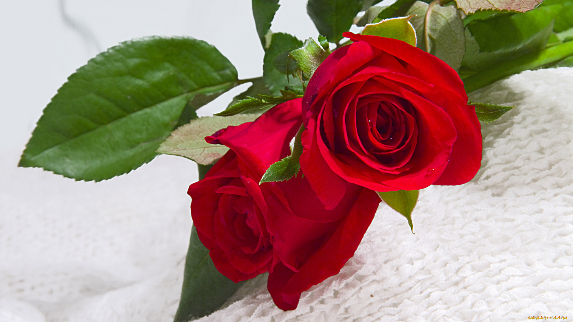 цветы, розы