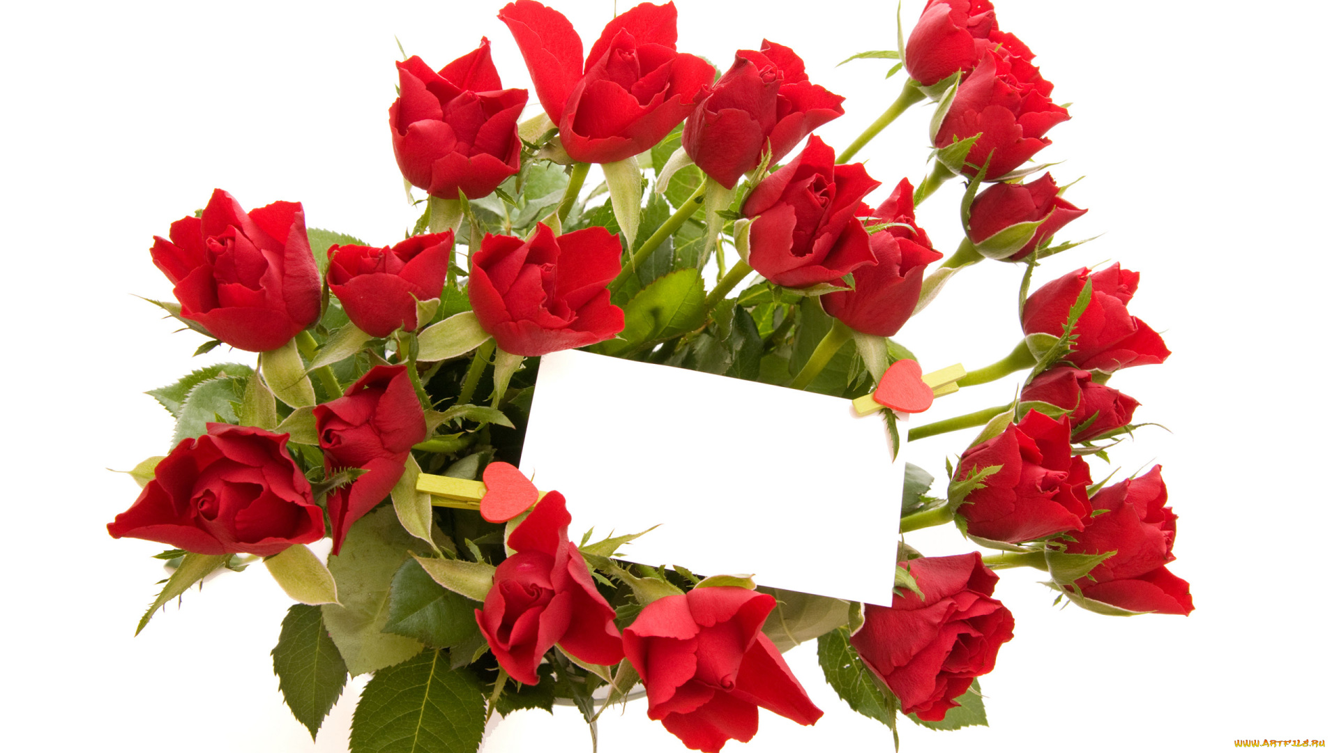 цветы, розы