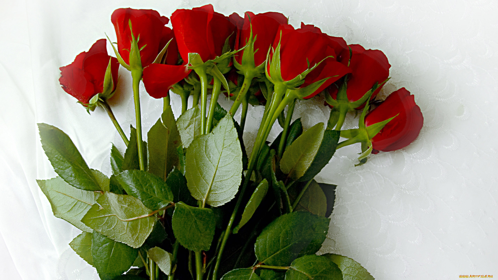 цветы, розы