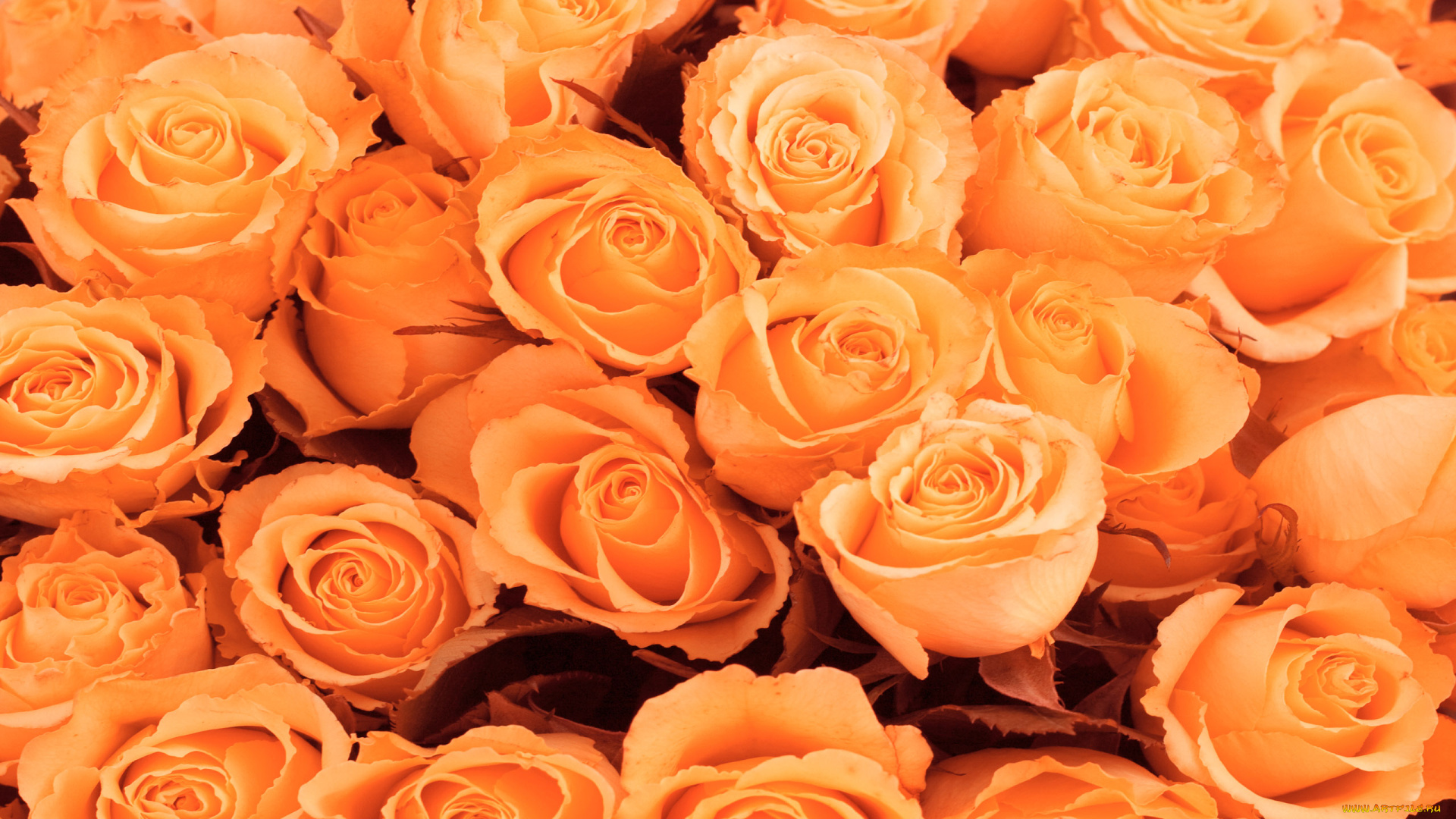 цветы, розы