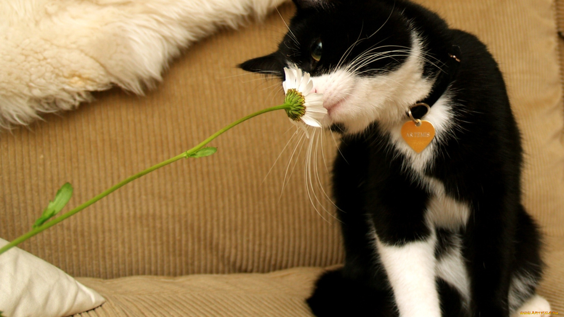 животные, коты